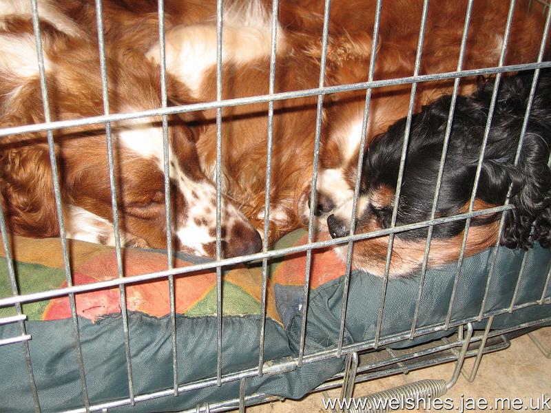 2009-12-18 19.JPG - Sleeping nose to nose...